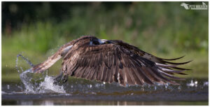 Osprey