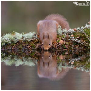 Red Squirrel