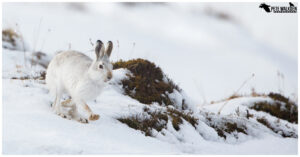 Mountain Hare