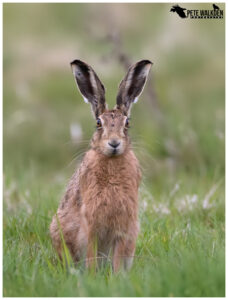 Brown Hare