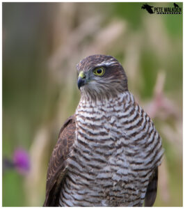 Sparrowhawk