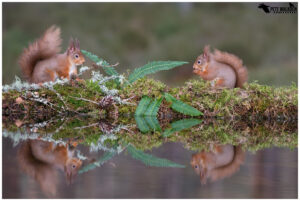 Red Squirrels