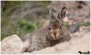Mountain Hare Leveret