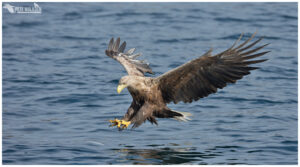 White-Tailed Eagle