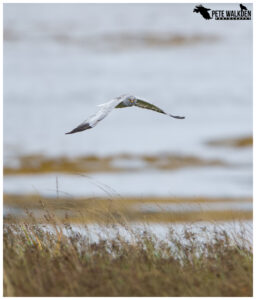 Hen Harrier