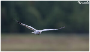 Hen Harrier