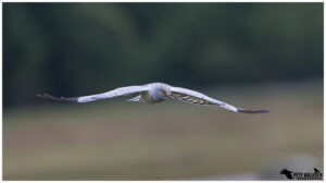 Hen Harrier