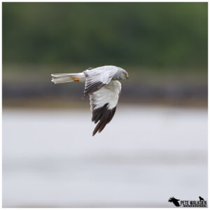 Hen Harrier