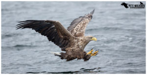 White-Tailed Eagle