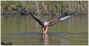 Red Kite