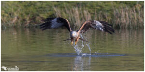 Red Kite