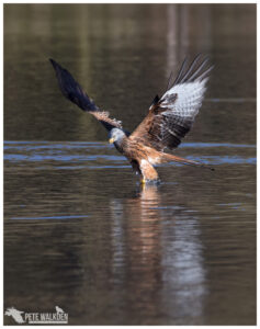 Red Kite