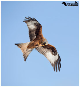 Red Kite