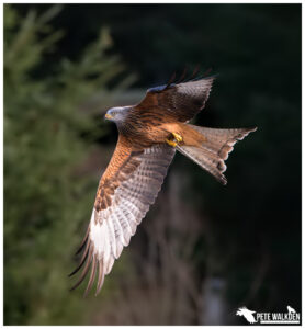 Red Kite