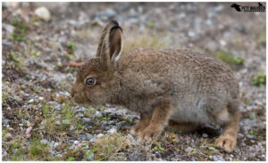 Mountain Hare Leveret