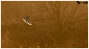 Barn Owl