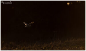 Barn Owl