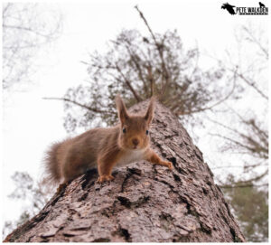 Red Squirrel