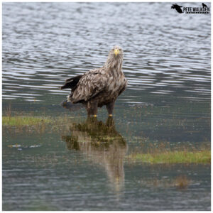 White-Tailed Eagle