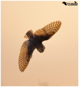 Barn Owl