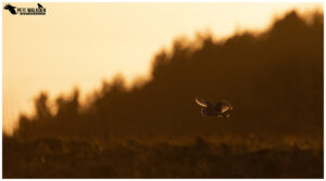 Barn Owl