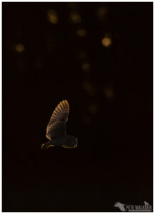 Barn Owl