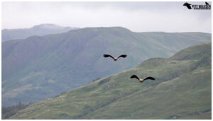 White-Tailed Eagles