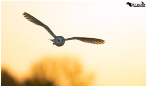 Barn Owl