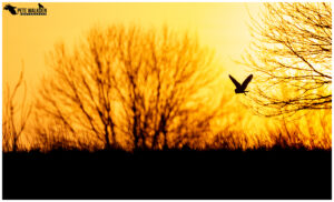 Barn Owl