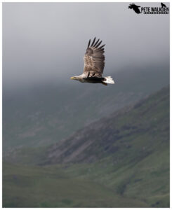 White-Tailed Eagle