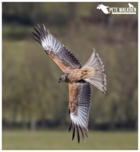 Red Kite