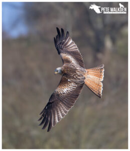 Red Kite