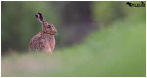 Brown Hare