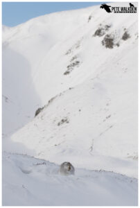 Mountain Hare