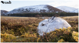 Mountain Hare