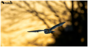 Barn Owl