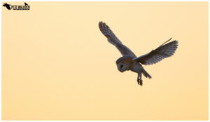 Barn Owl