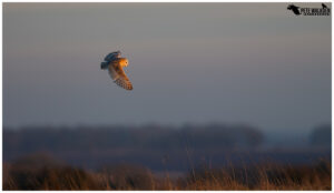 Barn Owl