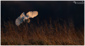 Barn Owl