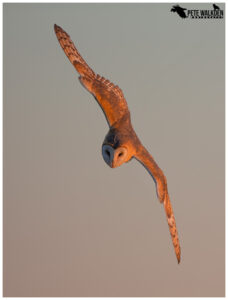 Barn Owl