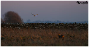 Barn Owl