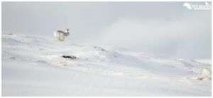 Mountain Hare