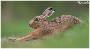 Brown Hare