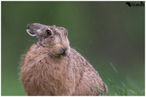 Brown Hare