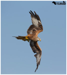 Red Kite