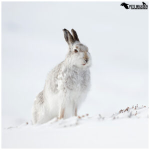 Mountain Hare