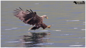 White-Tailed Eagle