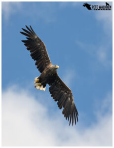 White-Tailed Eagle