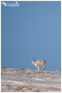 Mountain Hare