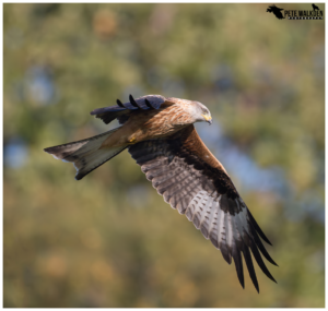 Red Kite